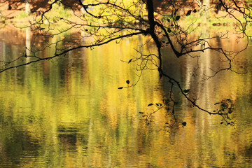 autumn leaves reflecting in water
