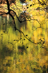 autumn leaves reflecting in water