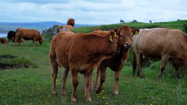 Brown cows grazing in a hilly green field