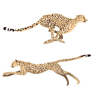 Set of two running cheetahs isolated on a white background. Vector graphics.