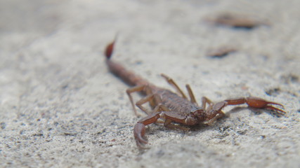 alacran 03