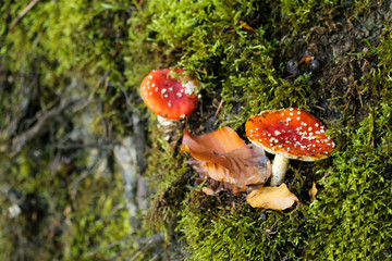 autumn leaves reflecting in water