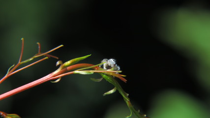 araña blanca 07