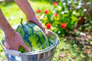 バケツで冷やすスイカ　夏イメージ