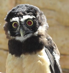 Here's Looking At You Kid