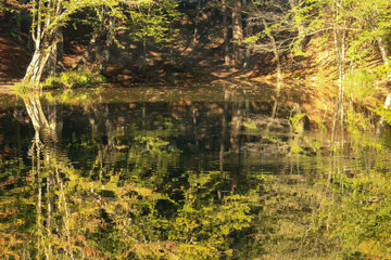 Obraz premium autumn leaves reflecting in water