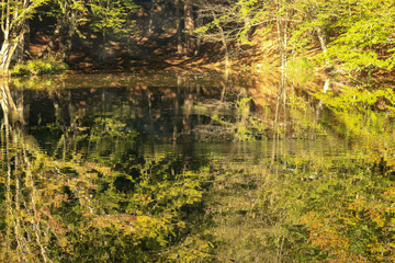 Obraz premium autumn leaves reflecting in water