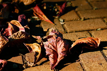 autumn leaves background