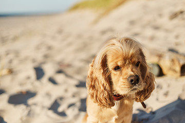 golden american cocker spaniel with a happy expression sits on the beach