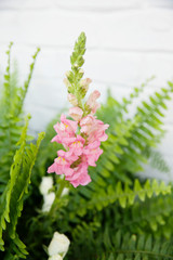 Pink Snapdragon Flower