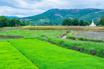Agricultural area with mountain view of Mae Chaem district in Chiang Mai province