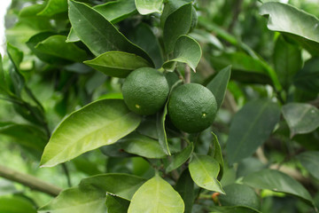 Fototapeta premium Green unripe tangerines on the tree Astara - Azerbaijan tangerine garden
