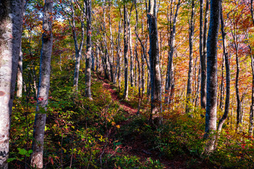 Obraz premium 南面白山 紅葉