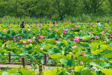 古代蓮の里　蓮池の風景　埼玉県行田市