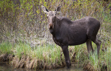 Naklejka na ściany i meble Moose in the wild