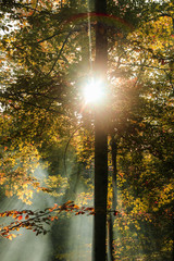 autumn leaves reflecting in water