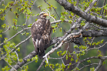 Bald eagle in the wild