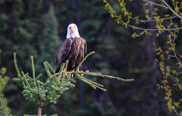 Bald eagle in the wild