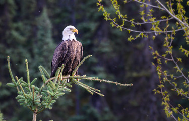 Bald eagle in the wild