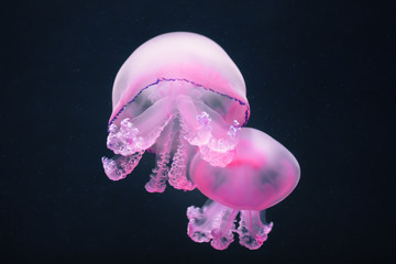 two purple jellyfish rhizostoma pulmo underwater