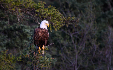 Bald eagle in the wild