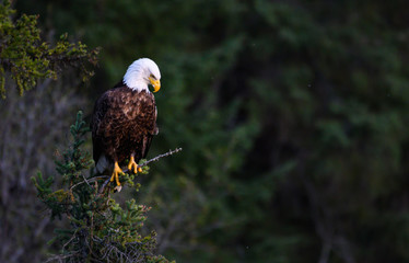 Bald eagle in the wild
