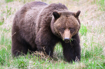 Fototapeta na wymiar Grizzly bear in the wild