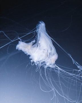 sea nettle jellyfish with long tails