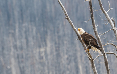 Bald eagle in the wild