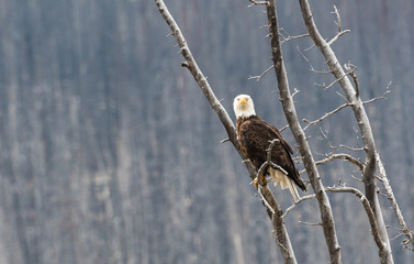 Bald eagle in the wild