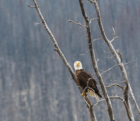 Bald eagle in the wild