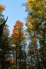 Fototapeta premium autumn leaves reflecting in water