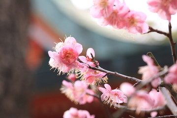 Japanese Plum Blossom