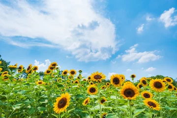 Foto auf Acrylglas Sonnenblumenfeld Sonnenblumen-Sommerbild August Bee Umami Hill Park © Rummy & Rummy