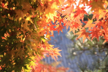Japanese Maple Red Leaf