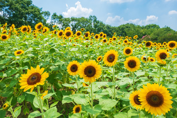 Obraz premium ひまわり畑 向日葵 夏 イメージ 8月 ミツバチ 馬見丘陵公園