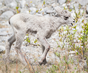 Naklejka na ściany i meble Bighorn lamb, newborn