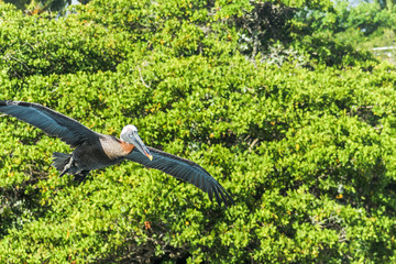 Galapagos pelican flying in front of the vegetation in the Galapagos Islands