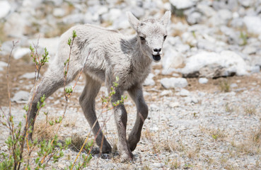 Bighorn lamb, newborn