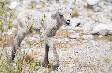 Bighorn lamb, newborn