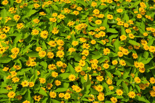 春まき一年草images Browse 12 Stock Photos Vectors And Video Adobe Stock