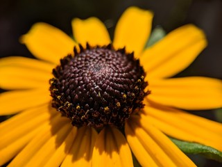 Black-eyed Susan Macro