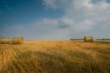 Fototapeta na wymiar Nice view of the wheat field with wheat straw bales