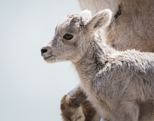 Fototapeta premium Bighorn lamb, newborn