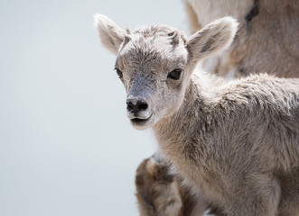 Bighorn lamb, newborn