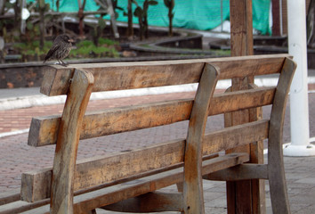 Fototapeta na wymiar A Galapagos finch stands on a bench on the boardwalk of Santa Cruz Island