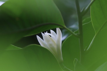 White Flower of Chinese Magnolia