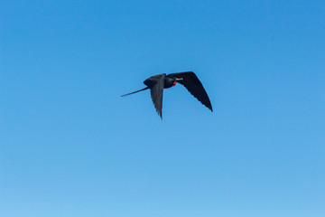 A frigate flies in the blue sky of Galapagos