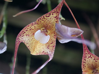 Orchid named Dracula