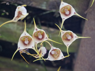 Orchid with monkeylike face